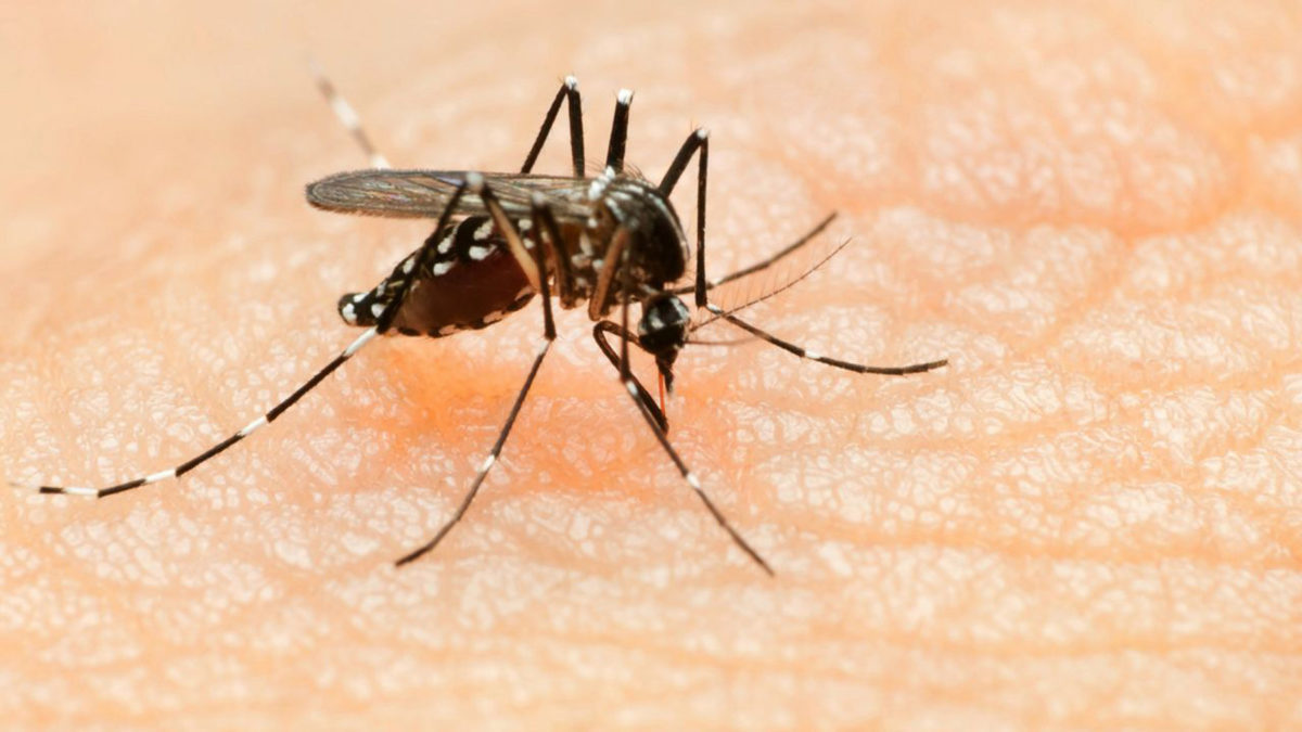 Saliva-não-transmite-o-vírus-da-Zika-1200x675.jpg