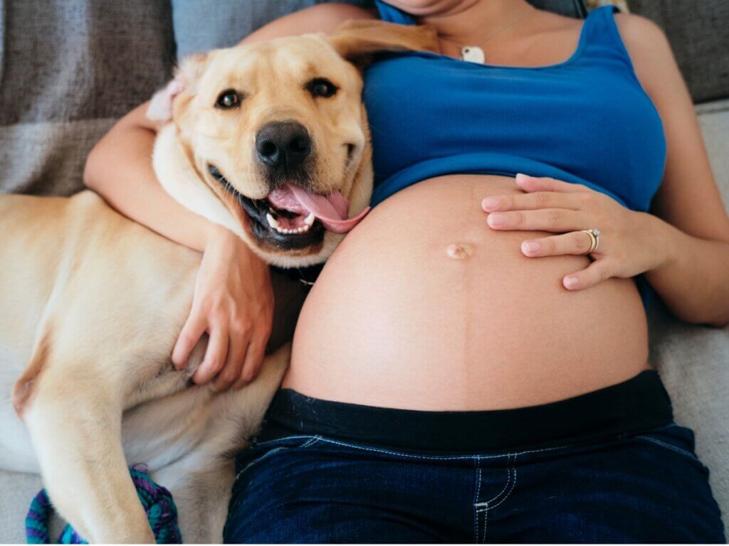 cachorro-gravida-sofa.jpg